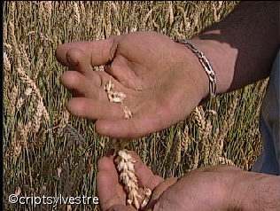 agriculteur3.jpg