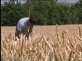 agriculteur5.jpg