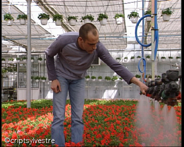 horti15.jpg