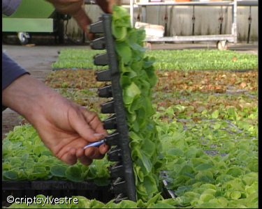 horti8.jpg