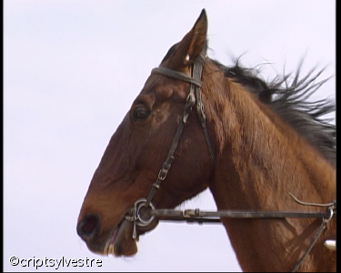 lad_jockey9.jpg