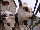 agriculteur11.jpg