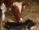 agriculteur6.jpg