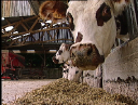 agriculteur8.jpg