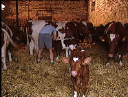 agriculteur9.jpg