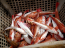 dsc02270.jpg