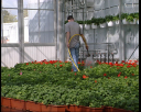 horti10.jpg