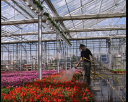 horti11.jpg