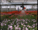 horti14.jpg