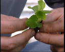 horti6.jpg