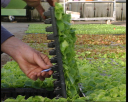 horti8.jpg