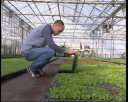 horti9.jpg