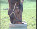 lad_jockey.jpg