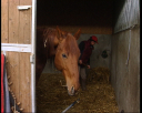 lad_jockey3.jpg