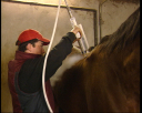 lad_jockey5.jpg