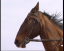lad_jockey9.jpg